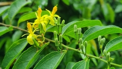 Grewia caffra