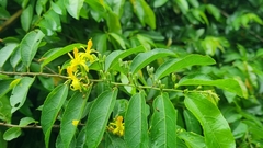Grewia caffra