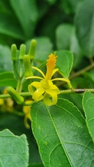 Grewia caffra