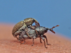 Tychius stephensi