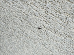 Otiorhynchus