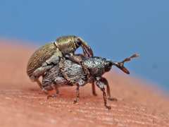 Tychius stephensi