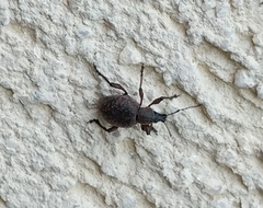 Otiorhynchus