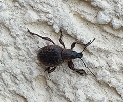 Otiorhynchus