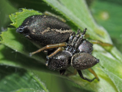 Heliophanus flavipes