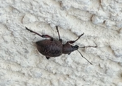 Otiorhynchus