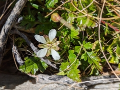 Rubus gunnianus
