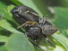 Heliophanus flavipes