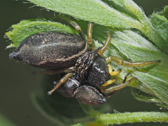 Heliophanus flavipes