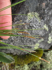 Carex myosuroides