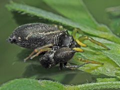 Heliophanus flavipes