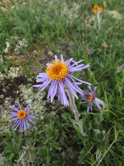 Aster flaccidus