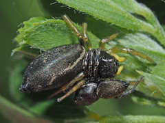 Heliophanus flavipes