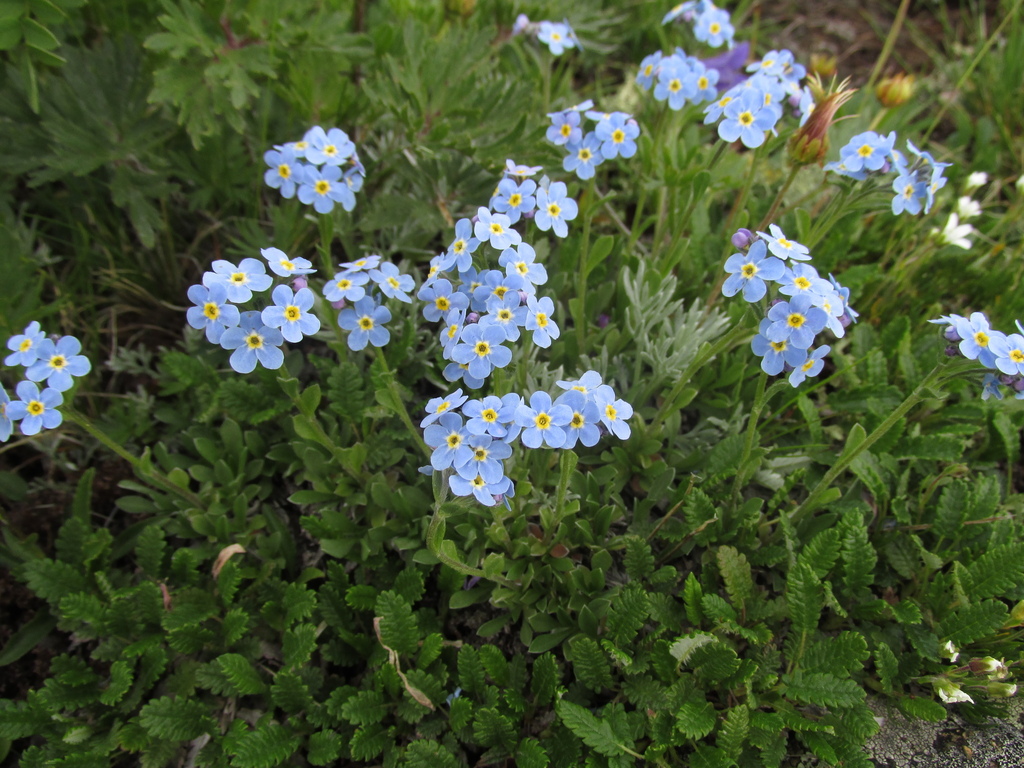 Eritrichium sajanense
