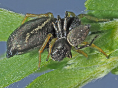 Heliophanus flavipes