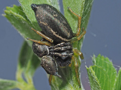 Heliophanus flavipes