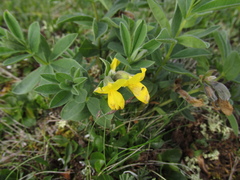 Thermopsis alpina