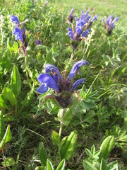 Dracocephalum grandiflorum