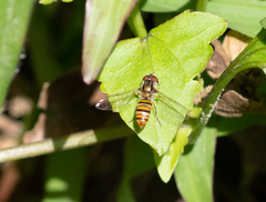 Episyrphus