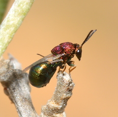 Eucharitidae