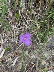 Thysanotus tuberosus