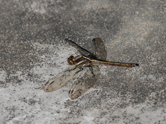 Orthetrum