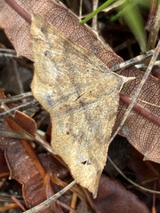 Rhinodia rostraria