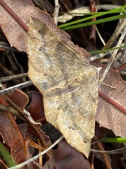 Rhinodia rostraria