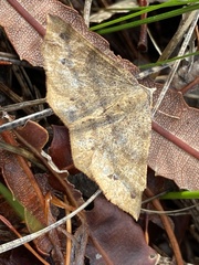 Rhinodia rostraria