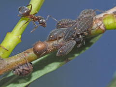 Lasius