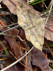 Rhinodia rostraria