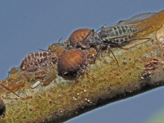 Pterocomma