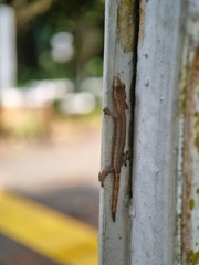 Hemiphyllodactylus typus