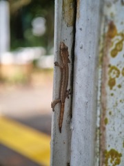 Hemiphyllodactylus typus