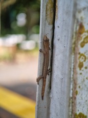 Hemiphyllodactylus typus