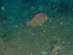 Spondyliosoma cantharus