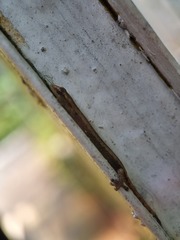 Hemiphyllodactylus typus