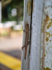 Hemiphyllodactylus typus