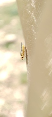 Chlorops