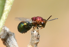 Eucharitidae