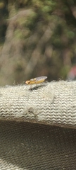 Chlorops