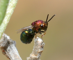 Eucharitidae