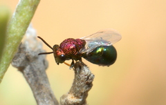 Eucharitidae
