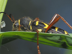 Clytus arietis