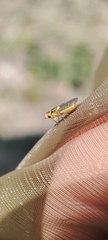 Chlorops