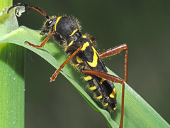Clytus arietis