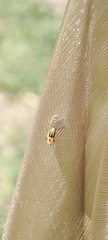 Chlorops
