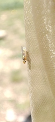 Chlorops