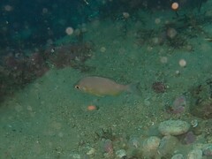 Spondyliosoma cantharus