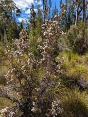 Melaleuca squamea